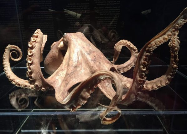 ダーウィンの進化に関する考えの1つは、彼の死から140年後に確認されました。 