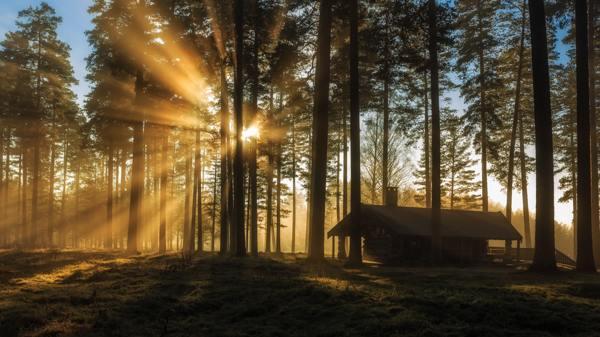 前兆プロットにスプルースを植えることは可能ですか 