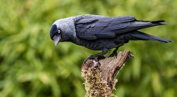 カラスの鳴き声 