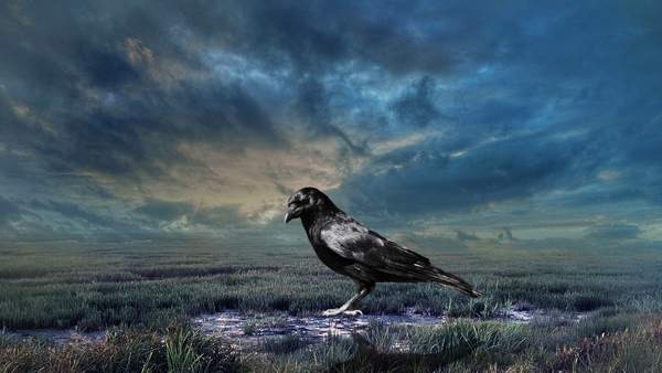 カラスについての兆候 