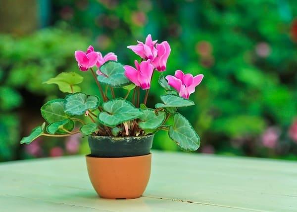 家の中のサイクラメンのサイン 