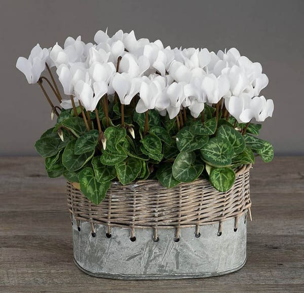 家のためのサイクラメンのサインと迷信 