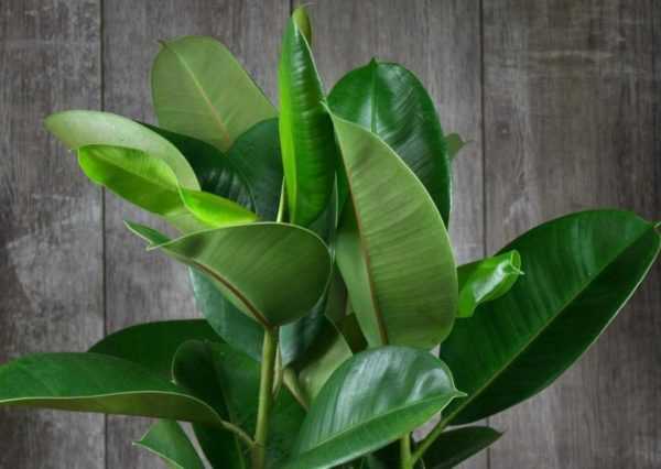 フィカスロブスタ 