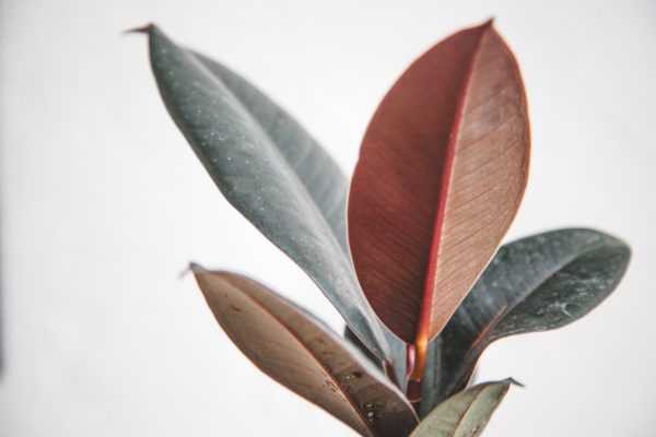 フィカスメラニー 