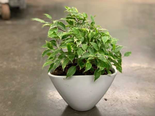 フィカスキンキー 