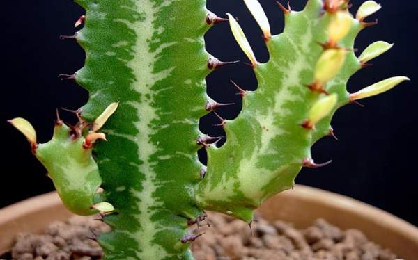 三角の前兆と迷信を駆り立てる 