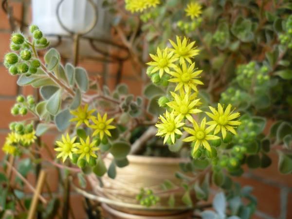 愛の兆候のアイクリゾンの木 