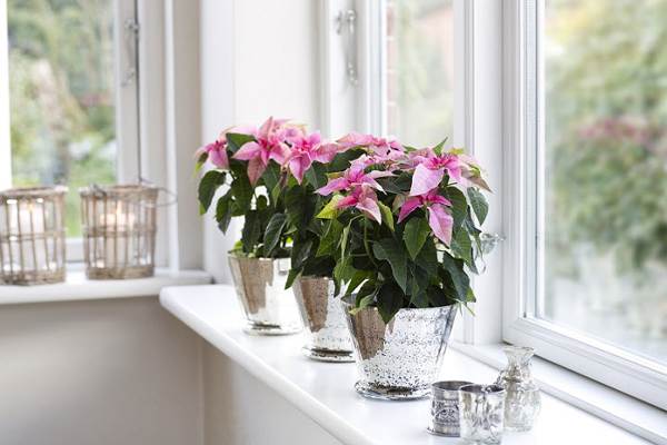 屋内の花のサイン 