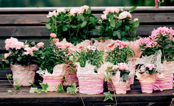 屋内の花についての兆候 