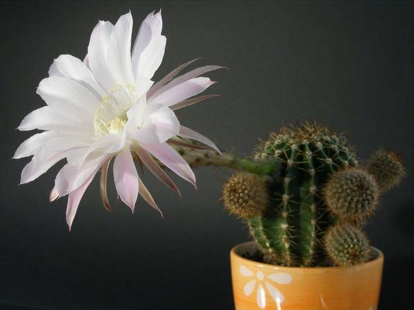 なぜサボテンが家に咲くのですか：兆候 