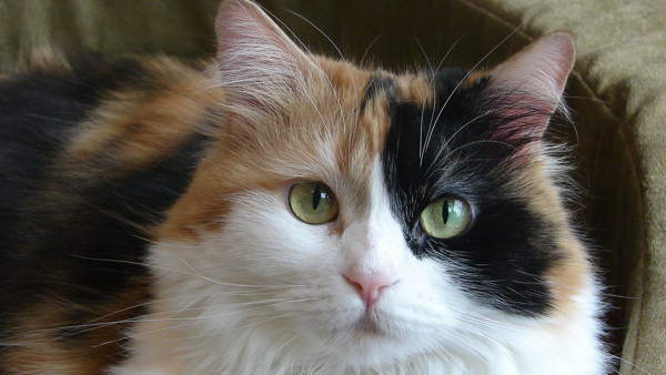 トリコロール猫の前兆 