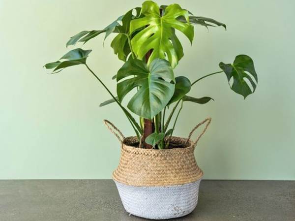 モンステラ 