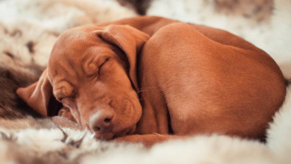 死んだ犬が夢を見ているのはなぜですか  