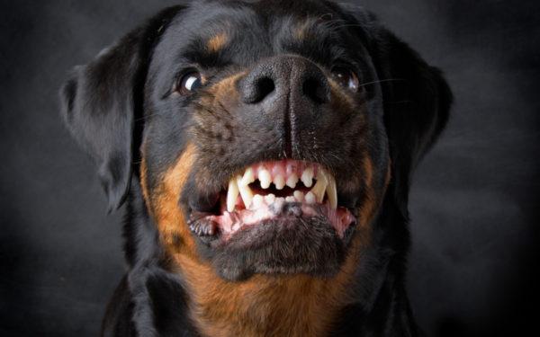 怒っている犬が夢を見るのはなぜですか 