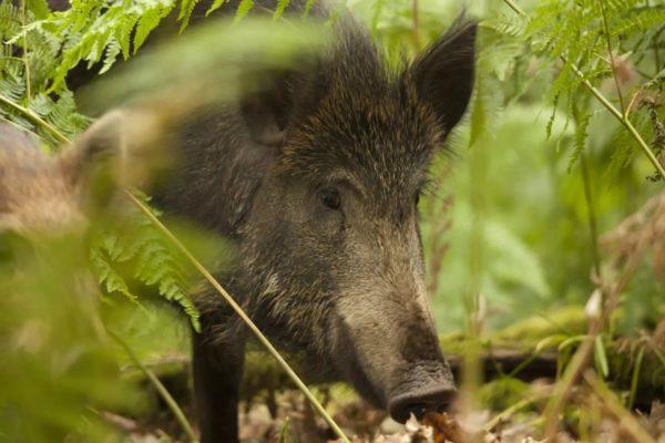 なぜ野生のイノシシは夢を見るのですか 