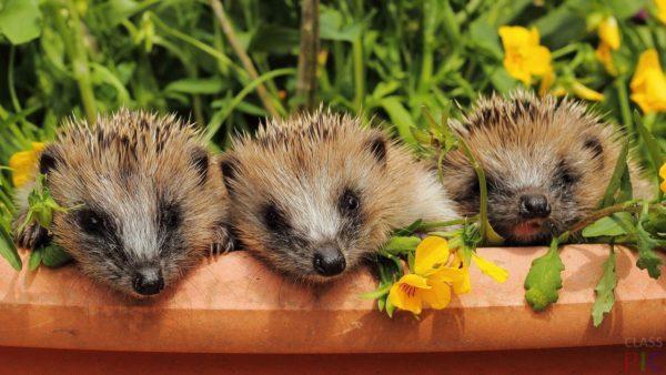 多くのヘッジホッグ 