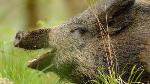 イノシシを夢見て 