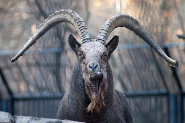 山羊を夢見ていたなら 