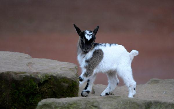 夢の中で角のあるヤギを見る 