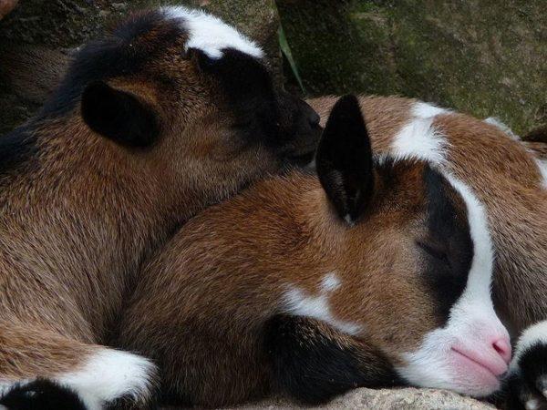 眠っている子供たち 