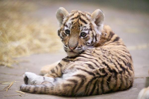 なぜ虎は夢を見ているのですか 