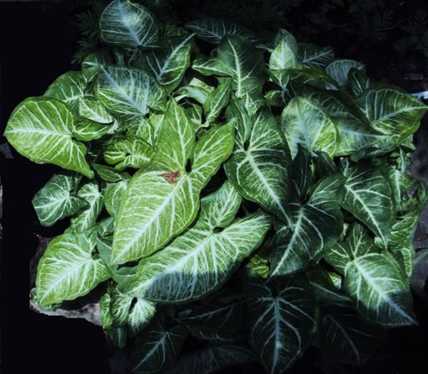 シンゴニウムの前兆と迷信 