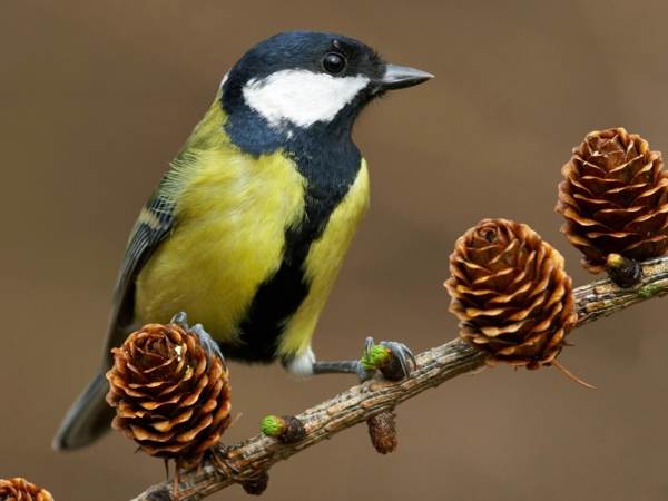 窓やバルコニーからシジュウカラが家に飛び込んできました。これは何につながるのでしょうか。 