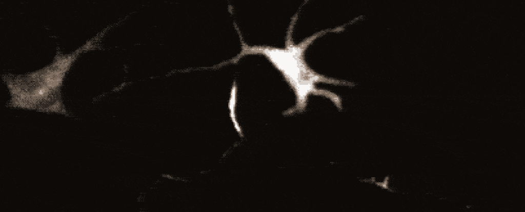 皮膚細胞で最初に見つかった奇妙なニューロンのような信号 