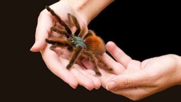 蜘蛛が腕を這う 