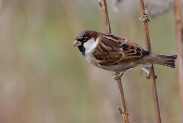 鳥が窓にぶつかり、前兆が壊れた 