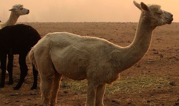 コロナウイルスワクチン：科学者はラマの血中に抗体を発見しました 