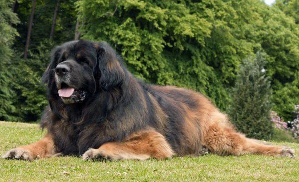 なぜ大きな犬は夢を見ているのですか 