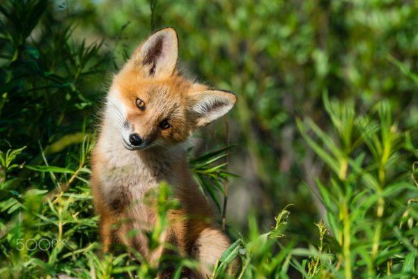 夢の中のキツネ 