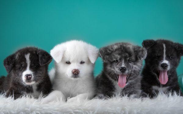 なぜ多くの子犬が夢を見るのですか 