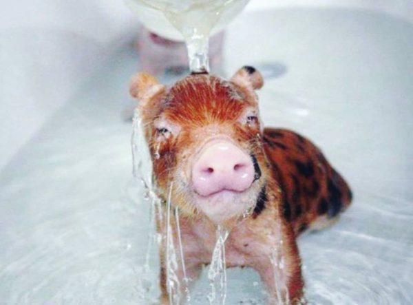 なぜ子豚は小さくてきれいなことを夢見ているのですか 