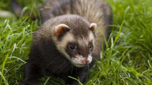 なぜフェレットは夢を見ているのですか 