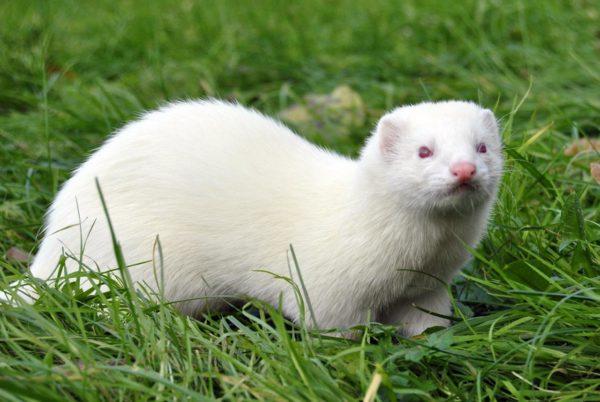 なぜフェレットは夢を見ているのですか 