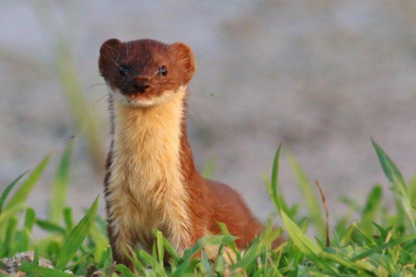 なぜフェレットは夢を見ているのですか 