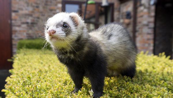 なぜフェレットは夢を見ているのですか 