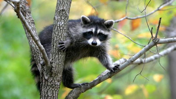  なぜ動物は夢を見るのですか 